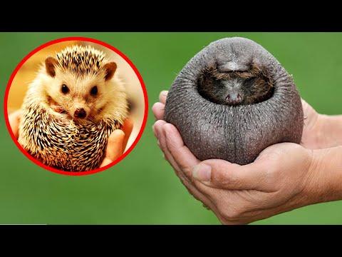 14 Animals You Won't Recognize Without Hair Video