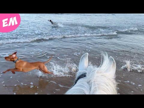 The Dogs and Ponies got to enjoy a trip to the beach! Emma Massingale #Video