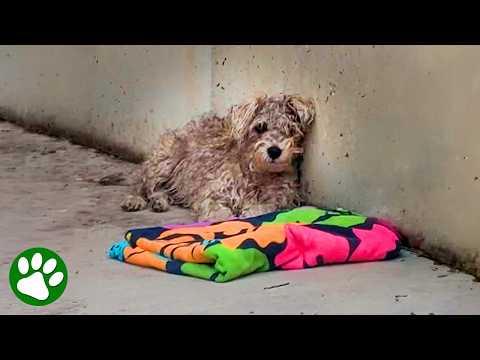 Terrified Stray Pup Learns What It Means to Be Loved #Video