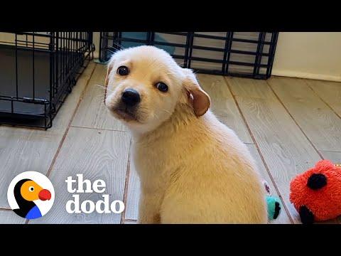 Rescue Puppy Owns Her Foster Mom #Video