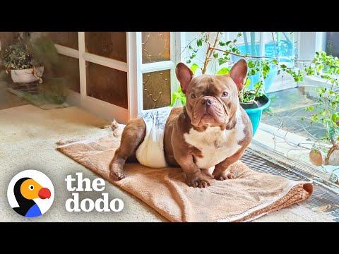Fostering This $30,000 Rescue Dog Comes With Unexpected Diaper Duty #Video