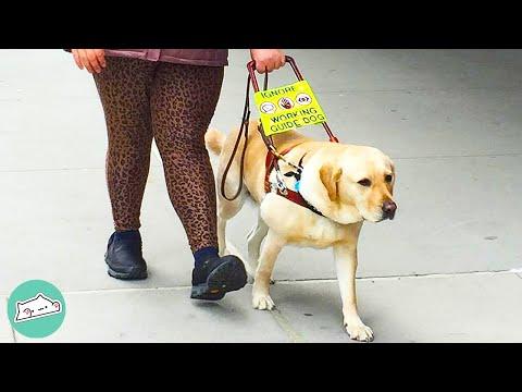 Guide Dog Helps Girl Go Through College #Video