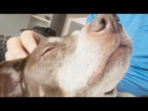 Man helps stray dog find a home. 12 years later he gets a phone call. #Video