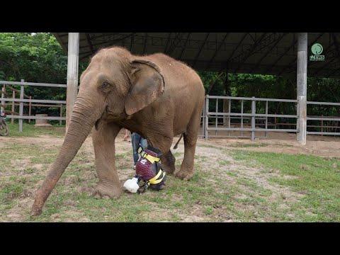 Elephant First Experience In Wearing A Prosthetic Support Dislocated Ankle - ElephantNews #Video