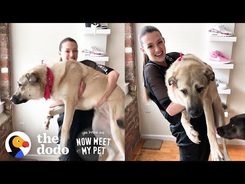Girl Fills Her Home With Rescue Animals Video