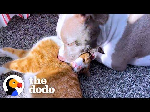 Pittie Has The Cutest Way Of Grooming Her Foster Kittens #Video