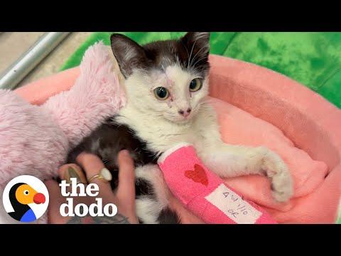 Woman Takes In A Tiny Shelter Kitten After LA Wildfires #Video