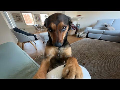 When Your Crazy Dog Suddenly Becomes Polite! #Video