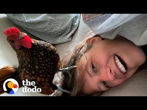 Wild Rooster Walks Into Couple's House And Decides To Stay. Video.