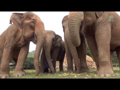 Listen To The Sounds Of Elephants While They Eat - ElephantNews #Video