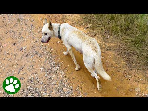 Abandoned dog asks woman to follow her and save her puppies #Video