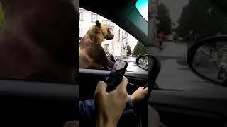 Bear in Russian traffic