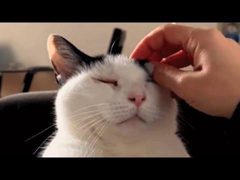 Woman adopted a blind cat and then a deaf cat. Here's how that turned out. #Video