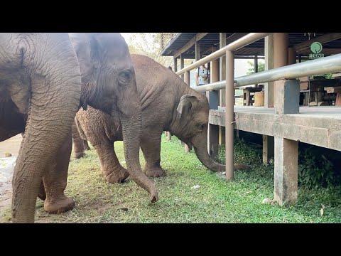 Faa Mai And Thong Ae Try To Locate Their Favorite Person Under The Platform - ElephantNews #Video