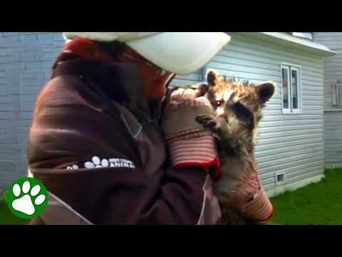 Baby Raccoon Clings to Woman After Rescue #Video