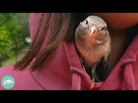 Owners Tried to Release Sparrow But She Keeps Coming Back #Video