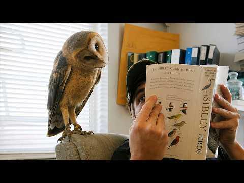 Animals Prove They're Smarter Than We Thought #Video