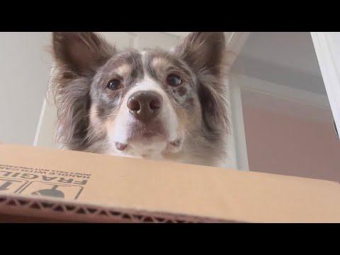 Dog Sitting Koda Part 2 - Layla The Boxer #Video