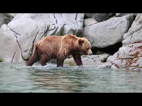 Encounter with a large Kamchatka Brown Bear #Video