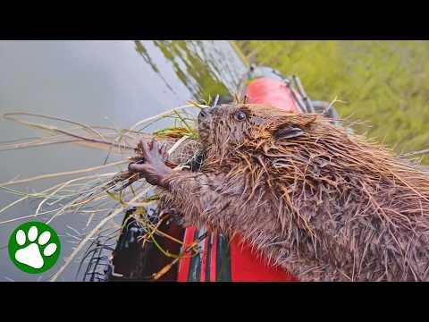 Exhausted Beaver Saved Just in Time  ️