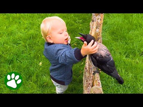 Toddler And Crow Are Best Friends #Video