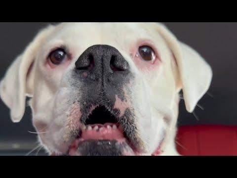 When the Family Takes a Road Trip - Layla The Boxer #Video