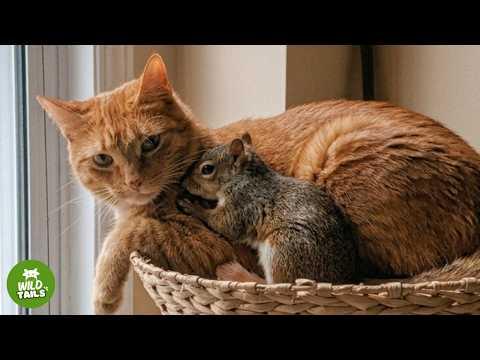 This Rescued Baby Couldn't Walk Straight... Then A Cat Brother Saved Him #Video