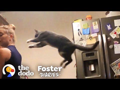Woman Fosters A Shy, Scared Cat Video