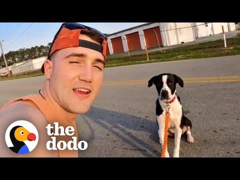 Man Magically Gets Every Shelter Dog Adopted #Video