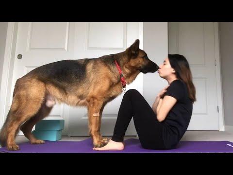18 Incredibly Smart Dog Breeds You May Not Know #Video