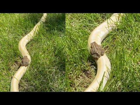 Frog Rides Snake Like A Train Video. Your Daily Dose Of Internet.