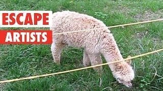 Pet Escape Artists | Funny Pet Video Compilation