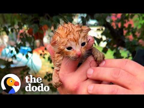 These Guys Heard Tiny Cries From Their Backyard During A Hailstorm #Video