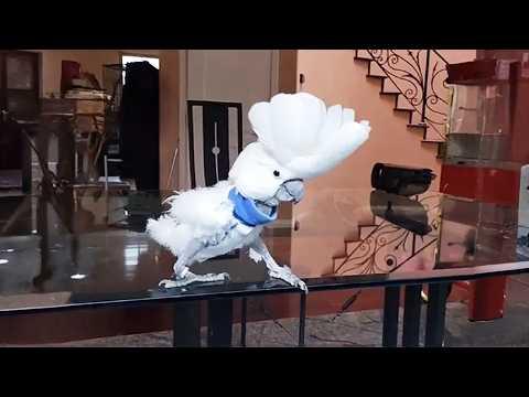 This Smart Cockatoo Taught Me the Language of Birds #Video