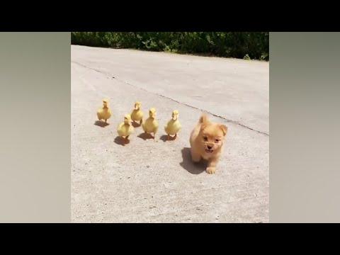 A Cute Puppy Became The Boss Of Five Ducklings #Video