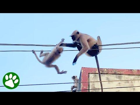 Monkey takes brave leap to save her baby from power lines #Video