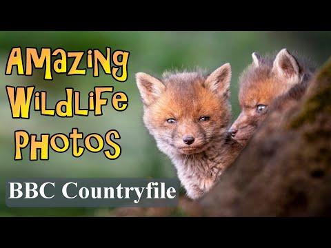 Amazing Wildlife Photos From BBC Countryfile #Video