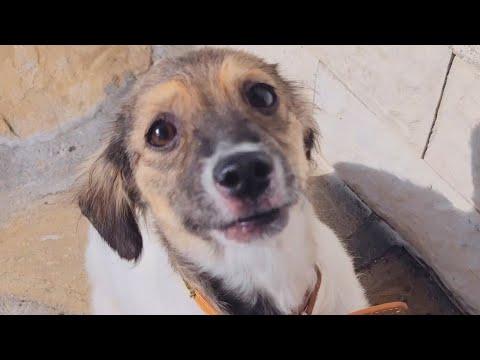 Abandoned Puppy Now Has A Home #Video