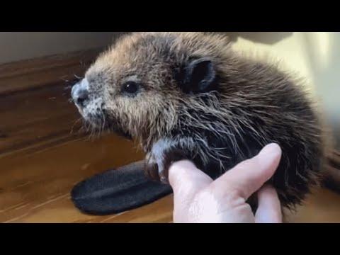 This woman's keeping a rodent in her house for 2 years #Video