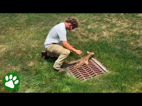 Saving a Tiny Fawn Trapped in Sewer Gate #Video