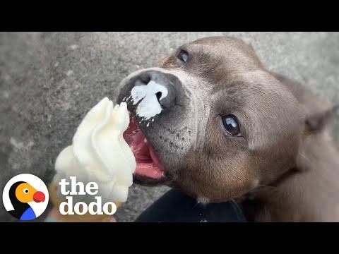 Dog Cries For The Ice Cream Truck Every Wednesday #Video