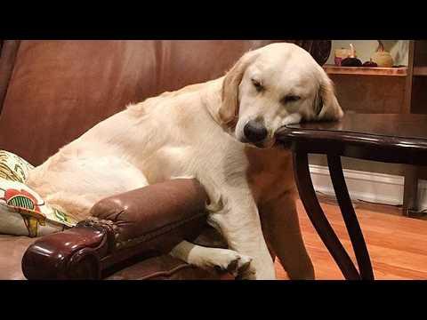 When Your Dog is Enjoying The Best Life #Video