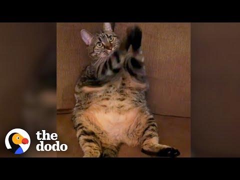 Cutest Chubby Cat Begs All Day Long | The Dodo