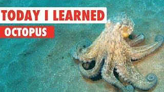 Today I Learned: Octopus