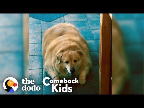 Watch What Happens When This Dog Loses 100 Pounds!