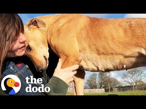 Rescue Dogs React To Getting Kissed #Video