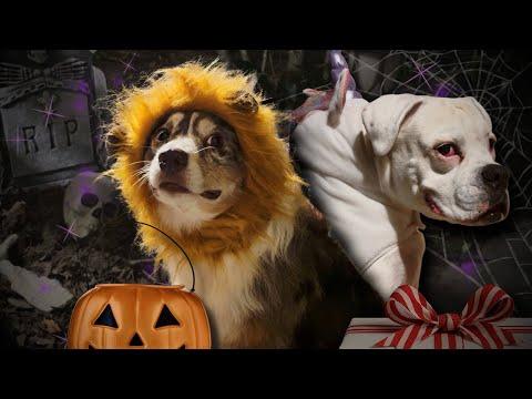 Dog Trick or Treating Gone Wrong! (THEY SHOULD HAVE FOLLOWED DIRECTIONS) #Video