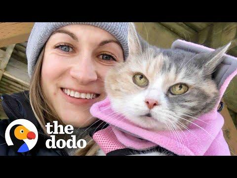 Woman Adopts Her Grandparent’s Grumpy Cat And Then Has The Best Idea #Video