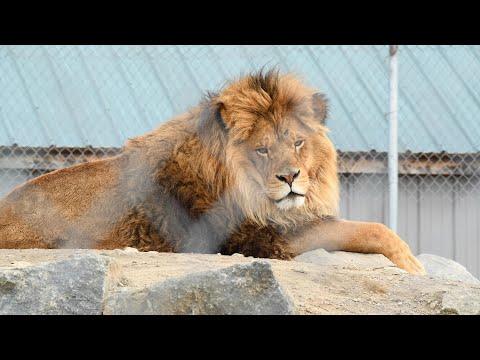Lions, Tigers, Bears & more rescued from Canada Roadside Zoo