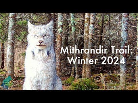 Winter On A Stunning Wildlife Trail #Video